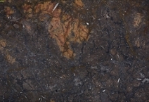 Fóssil Brown